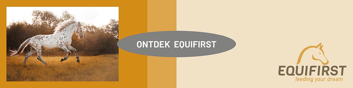 Dier, Paard, Zoogdier, Hengst, Colt Horse
